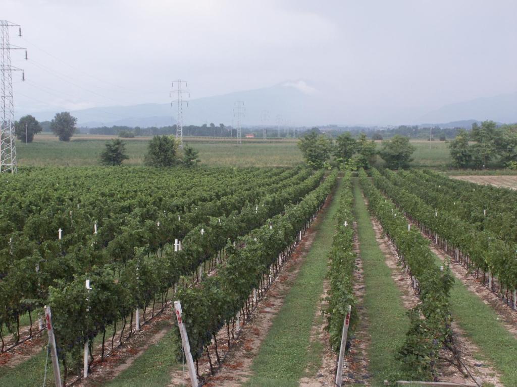 Colombarola